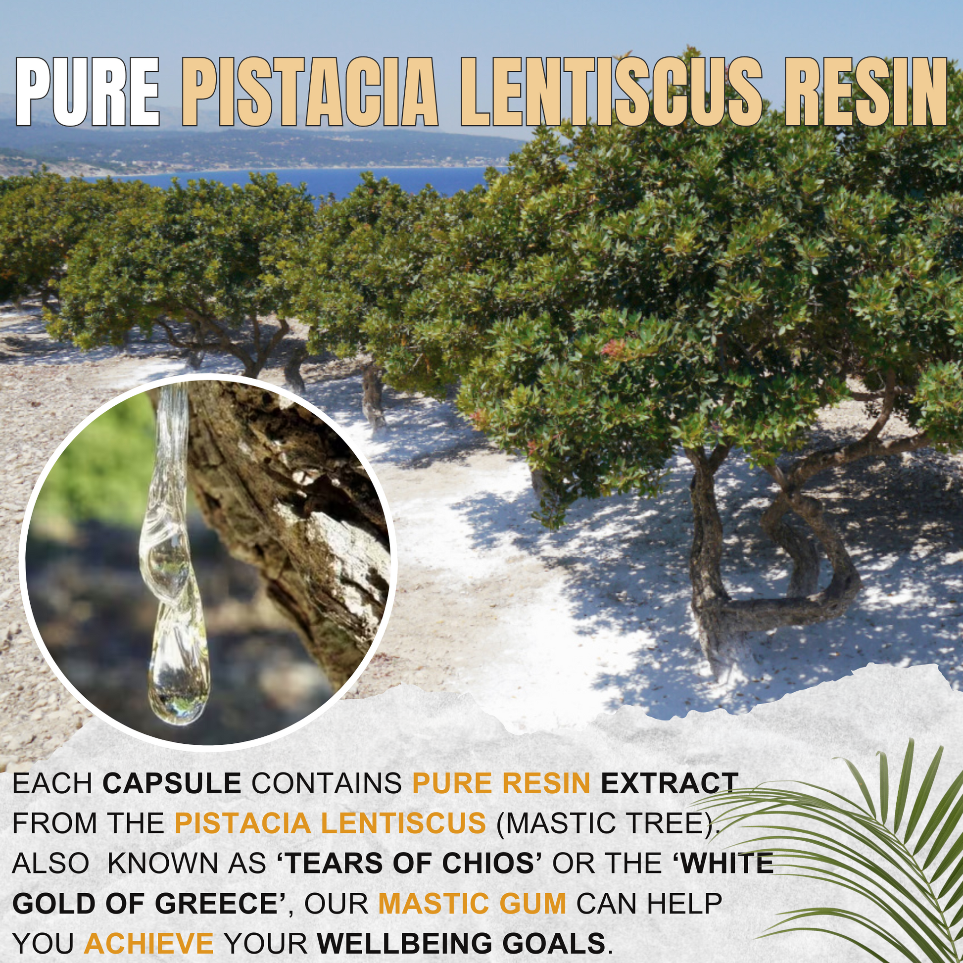 Buy Mastic Gum: Natural Pistacia lentiscus Extract- Benefits